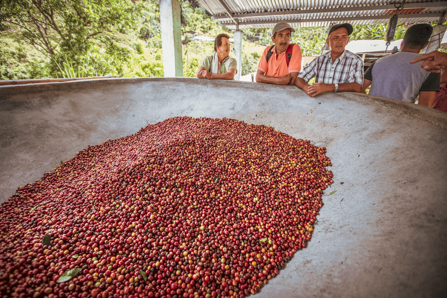 Colombia Las Perlitas Washed